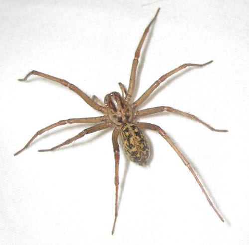 Aggressive House Spider