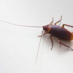 How to Get Rid of Cockroaches, closeup of a brown cockroach on a white background, view from above