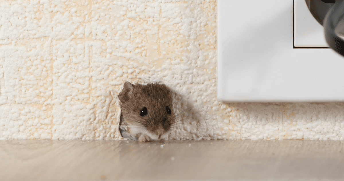 photo of mouse head coming out from inside a wall to illustrate what to do if you hear mice in your walls