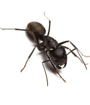 carpenter ant