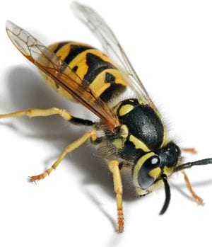 yellow jacket wasp