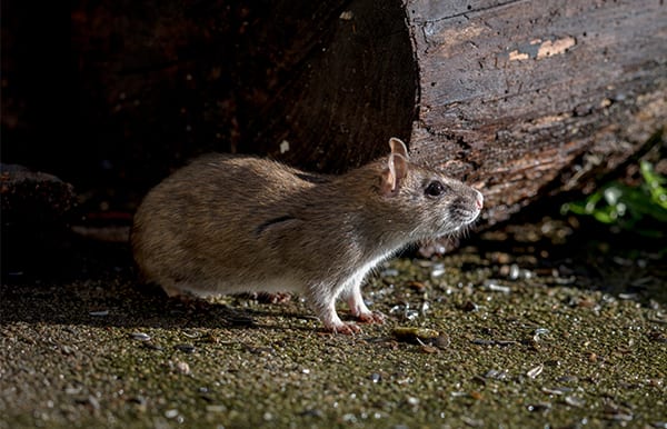 Signs of a Rat Infestation - Classic Pest Control & Insulation