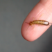 Do Earwigs Actually Crawl in Your Ears? closeup of earwig on finger