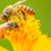 Beyond the Buzz: Fact-Checking the Most Common Beliefs About Bees - closeup of 2 bees on a yellow flower