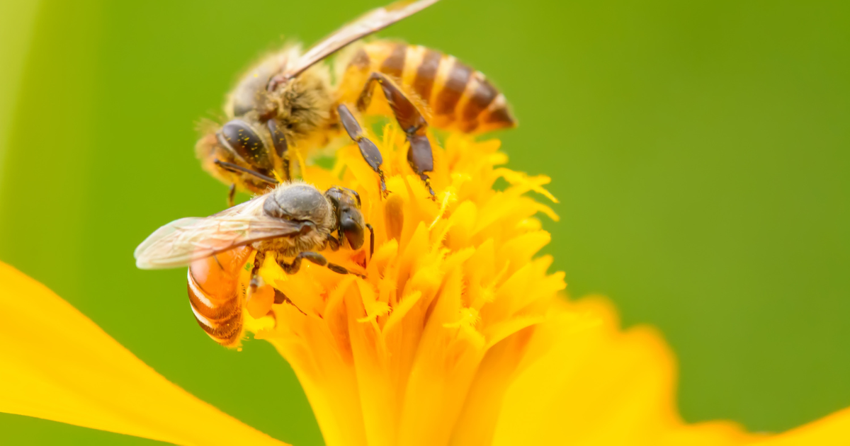 Beyond the Buzz: Fact-Checking the Most Common Beliefs About Bees