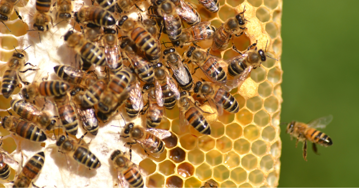 What to Do if You Find a Beehive